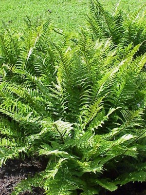 Narecznica 'Augustata Crispata' (Dryopteris affinis)